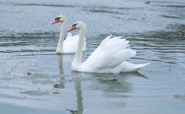 Beyaz kuğular doğal ortamlarında göldeki zarif kuşlar.