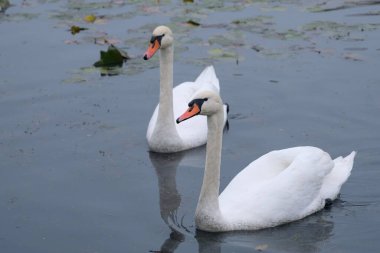 Beyaz kuğular doğal ortamlarında göldeki zarif kuşlar.