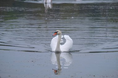 Beyaz kuğular doğal ortamlarında göldeki zarif kuşlar.