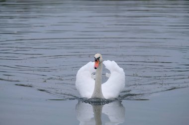 Beyaz kuğular doğal ortamlarında göldeki zarif kuşlar.