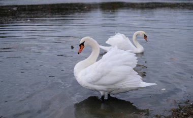 Beyaz kuğular doğal ortamlarında göldeki zarif kuşlar.