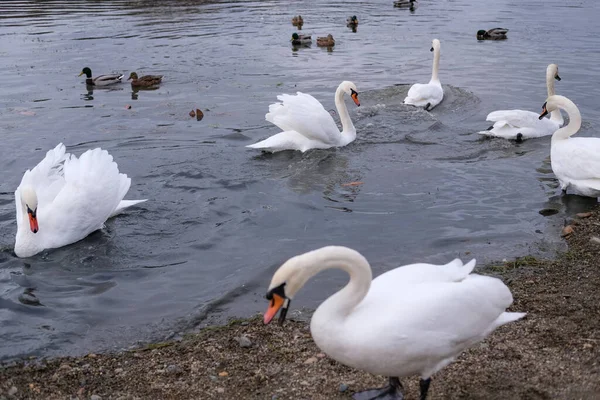 Cisnes Brancos Seu Habitat Natural Aves Graciosas Lago — Fotografia de Stock