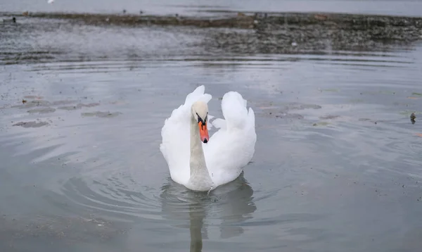 Weiße Schwäne Ihrem Natürlichen Lebensraum Anmutige Vögel Auf Dem See — Stockfoto