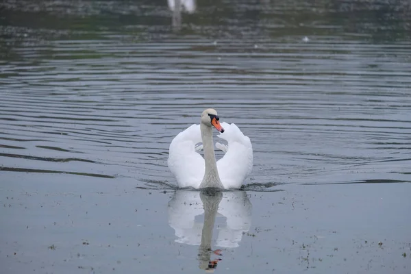 White Swans Natural Habitat Graceful Birds Lake — Stock Photo, Image