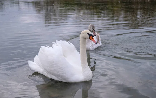 Cygnes Blancs Dans Leur Habitat Naturel Oiseaux Gracieux Sur Lac — Photo