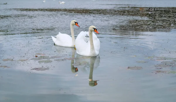 Cygnes Blancs Dans Leur Habitat Naturel Oiseaux Gracieux Sur Lac — Photo