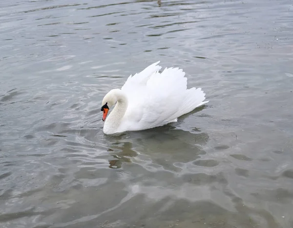 Cygnes Blancs Dans Leur Habitat Naturel Oiseaux Gracieux Sur Lac — Photo