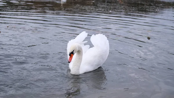 自然生息地の白鳥湖の優雅な鳥 — ストック写真