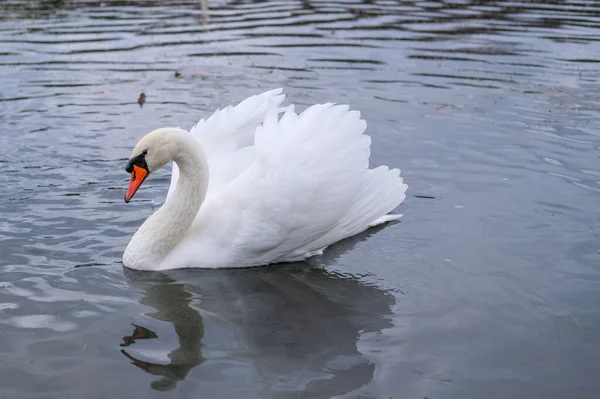 Białe Łabędzie Ich Naturalnym Środowisku Pełne Wdzięku Ptaki Jeziorze — Zdjęcie stockowe