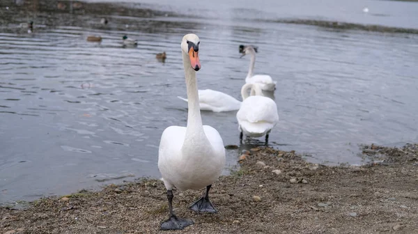White Swans Natural Habitat Graceful Birds Lake — Stock Photo, Image