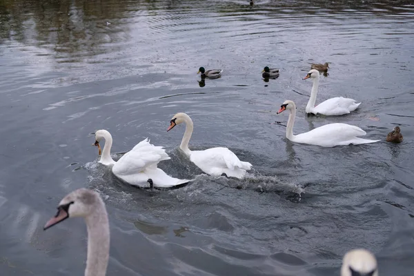 Cygnes Blancs Dans Leur Habitat Naturel Oiseaux Gracieux Sur Lac — Photo