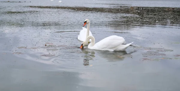 Cisnes Brancos Seu Habitat Natural Aves Graciosas Lago — Fotografia de Stock