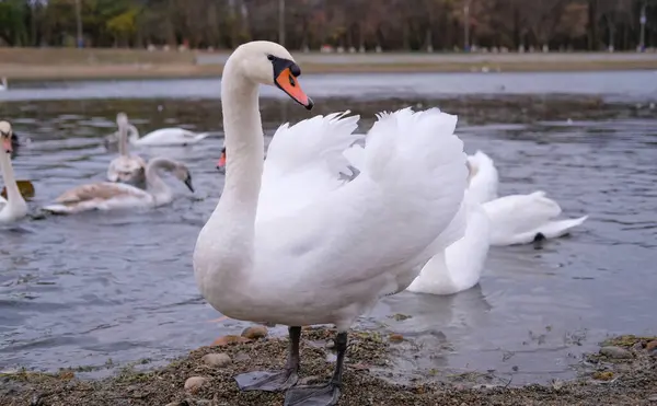 Cisnes Blancos Hábitat Natural Aves Agraciadas Lago —  Fotos de Stock