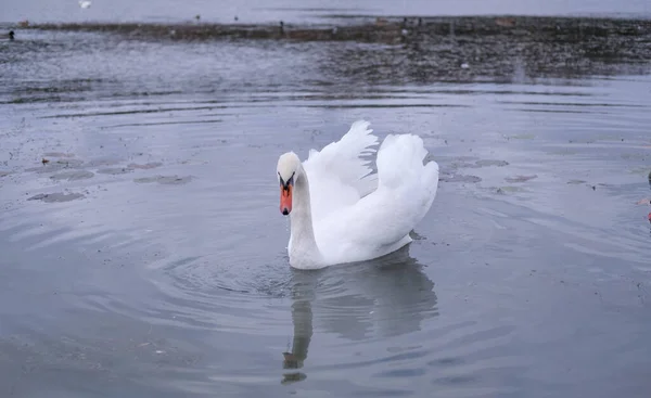 Белые Лебеди Естественной Среде Обитания Изящных Птиц Озере — стоковое фото