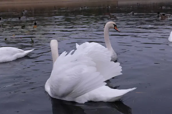 Cisnes Brancos Seu Habitat Natural Aves Graciosas Lago — Fotografia de Stock