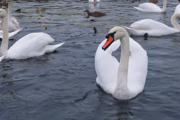 Cygnes Blancs Dans Leur Habitat Naturel Oiseaux Gracieux Sur Lac — Photo