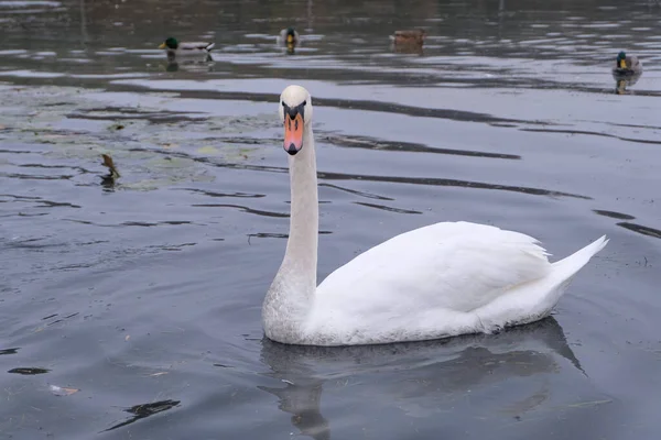 Cygnes Blancs Dans Leur Habitat Naturel Oiseaux Gracieux Sur Lac — Photo