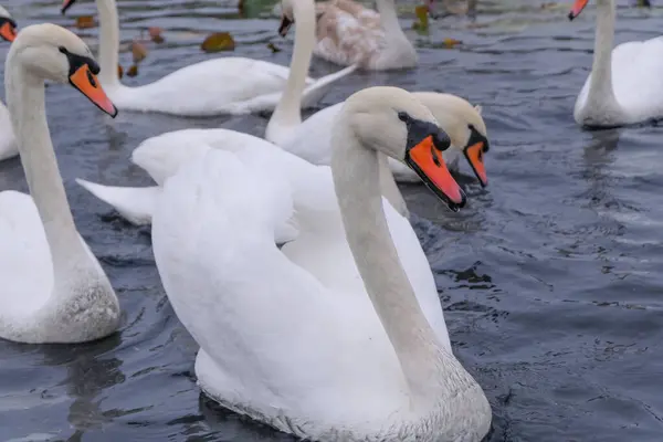 Cisnes Blancos Hábitat Natural Aves Agraciadas Lago —  Fotos de Stock