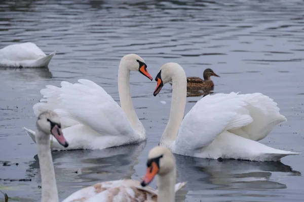 Cygnes Blancs Dans Leur Habitat Naturel Oiseaux Gracieux Sur Lac — Photo