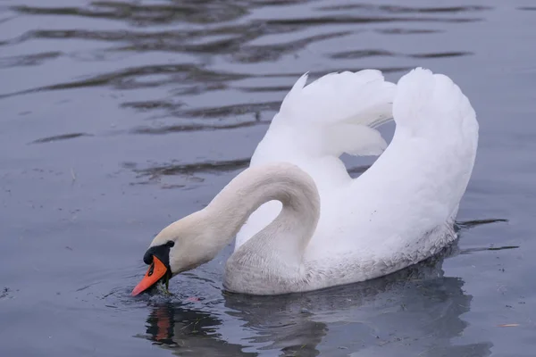 Cygnes Blancs Dans Leur Habitat Naturel Oiseaux Gracieux Sur Lac — Photo