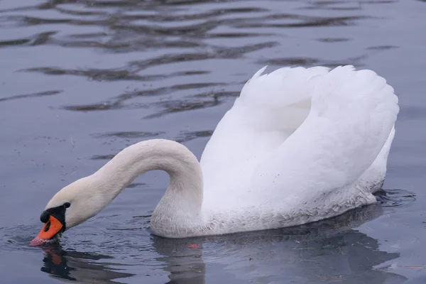 Cygnes Blancs Dans Leur Habitat Naturel Oiseaux Gracieux Sur Lac — Photo