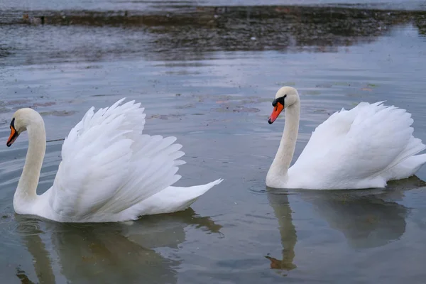 Cisnes Brancos Seu Habitat Natural Aves Graciosas Lago — Fotografia de Stock
