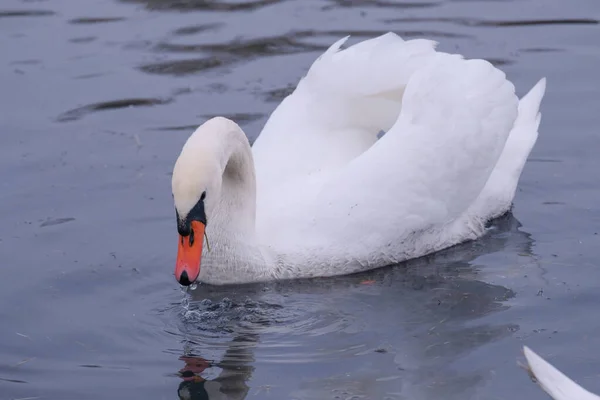 Weiße Schwäne Ihrem Natürlichen Lebensraum Anmutige Vögel Auf Dem See — Stockfoto