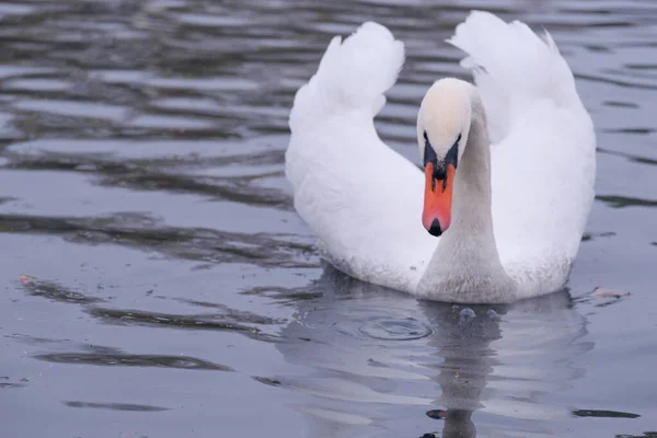 아름다운 새들이 호수에 — 스톡 사진