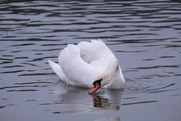 Vita Svanar Sin Naturliga Livsmiljö Graciösa Fåglar Sjön — Stockfoto