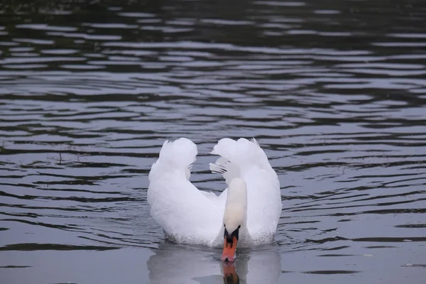 Weiße Schwäne Ihrem Natürlichen Lebensraum Anmutige Vögel Auf Dem See — Stockfoto