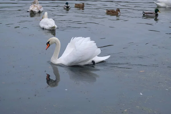 Cygnes Blancs Dans Leur Habitat Naturel Oiseaux Gracieux Sur Lac — Photo