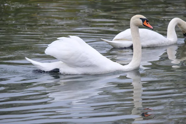 White Swans Natural Habitat Graceful Birds Lake — Stock Photo, Image