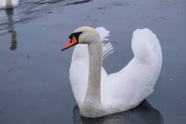 Weiße Schwäne Ihrem Natürlichen Lebensraum Anmutige Vögel Auf Dem See — Stockfoto