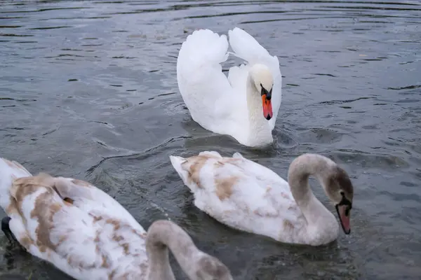 Cisnes Blancos Hábitat Natural Aves Agraciadas Lago —  Fotos de Stock