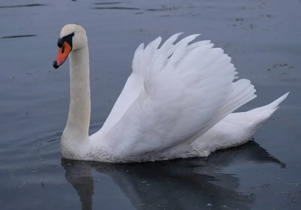 Cygnes Blancs Dans Leur Habitat Naturel Oiseaux Gracieux Sur Lac — Photo