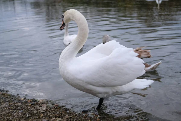 Vita Svanar Sin Naturliga Livsmiljö Graciösa Fåglar Sjön — Stockfoto