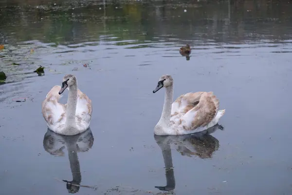 Cygnes Blancs Dans Leur Habitat Naturel Oiseaux Gracieux Sur Lac — Photo