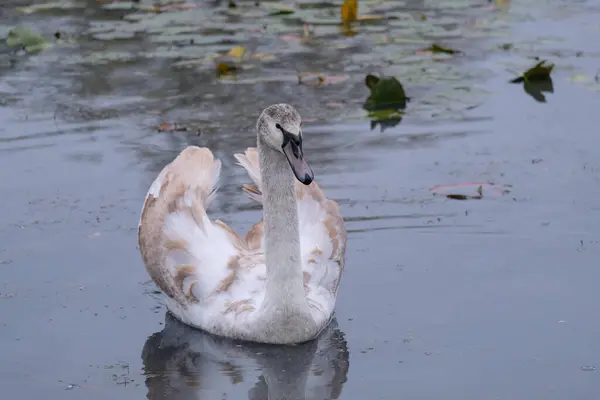 Cisnes Blancos Hábitat Natural Aves Agraciadas Lago —  Fotos de Stock