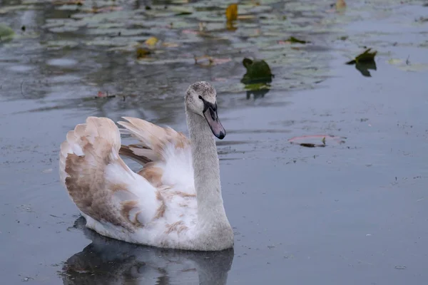 Cisnes Brancos Seu Habitat Natural Aves Graciosas Lago — Fotografia de Stock