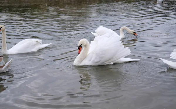 Cygnes Blancs Dans Leur Habitat Naturel Oiseaux Gracieux Sur Lac — Photo