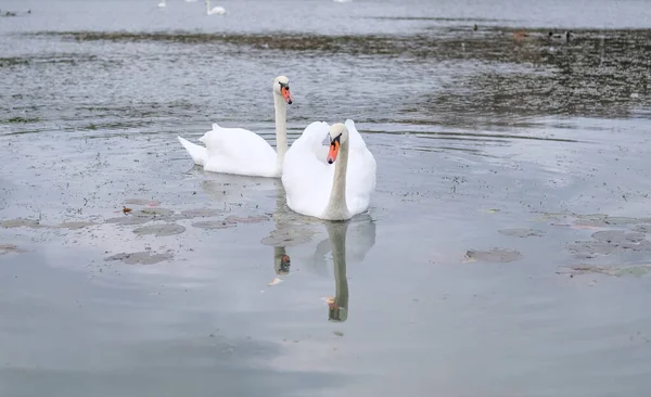 Cisnes Brancos Seu Habitat Natural Aves Graciosas Lago — Fotografia de Stock