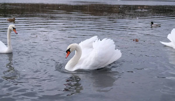 Vita Svanar Sin Naturliga Livsmiljö Graciösa Fåglar Sjön — Stockfoto