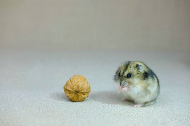 Küçük bir cüce hamster, bir yavru sessizce oturuyor ve ne olduğunu merakla izliyor, bir fotoğraf stüdyosunda fotoğraf çekiliyor.