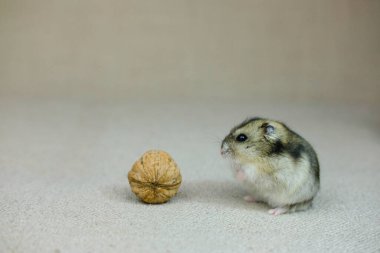 Küçük bir cüce hamster, bir yavru sessizce oturuyor ve ne olduğunu merakla izliyor, bir fotoğraf stüdyosunda fotoğraf çekiliyor.