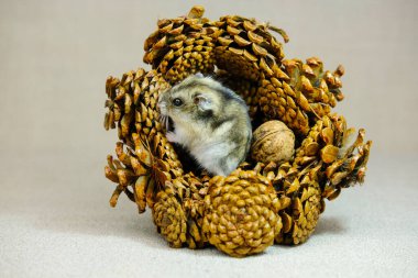 Küçük bir cüce hamster, bir yavru sessizce oturuyor ve ne olduğunu merakla izliyor, bir fotoğraf stüdyosunda fotoğraf çekiliyor.