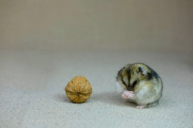 Küçük bir cüce hamster, bir yavru sessizce oturuyor ve ne olduğunu merakla izliyor, bir fotoğraf stüdyosunda fotoğraf çekiliyor.