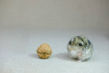 Küçük bir cüce hamster, bir yavru sessizce oturuyor ve ne olduğunu merakla izliyor, bir fotoğraf stüdyosunda fotoğraf çekiliyor.