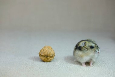 Küçük bir cüce hamster, bir yavru sessizce oturuyor ve ne olduğunu merakla izliyor, bir fotoğraf stüdyosunda fotoğraf çekiliyor.
