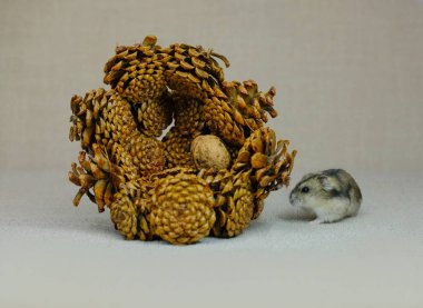 Küçük bir cüce hamster, bir yavru sessizce oturuyor ve ne olduğunu merakla izliyor, bir fotoğraf stüdyosunda fotoğraf çekiliyor.