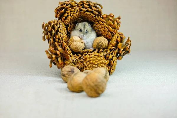 Küçük Bir Cüce Hamster Bir Yavru Sessizce Oturuyor Olduğunu Merakla — Stok fotoğraf